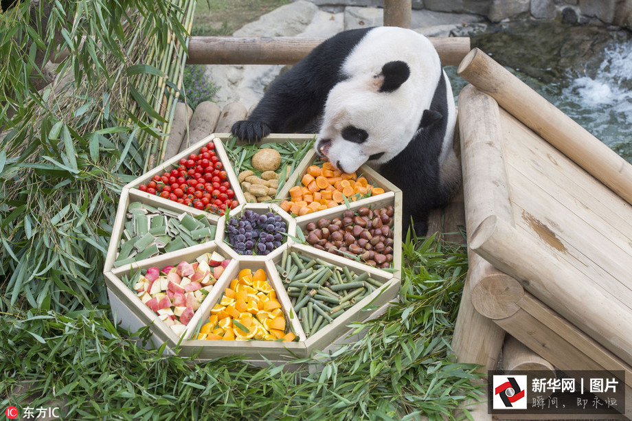 吃得開心！韓國動物園大熊貓?zhí)崆跋硎芄?jié)日大餐（組圖）