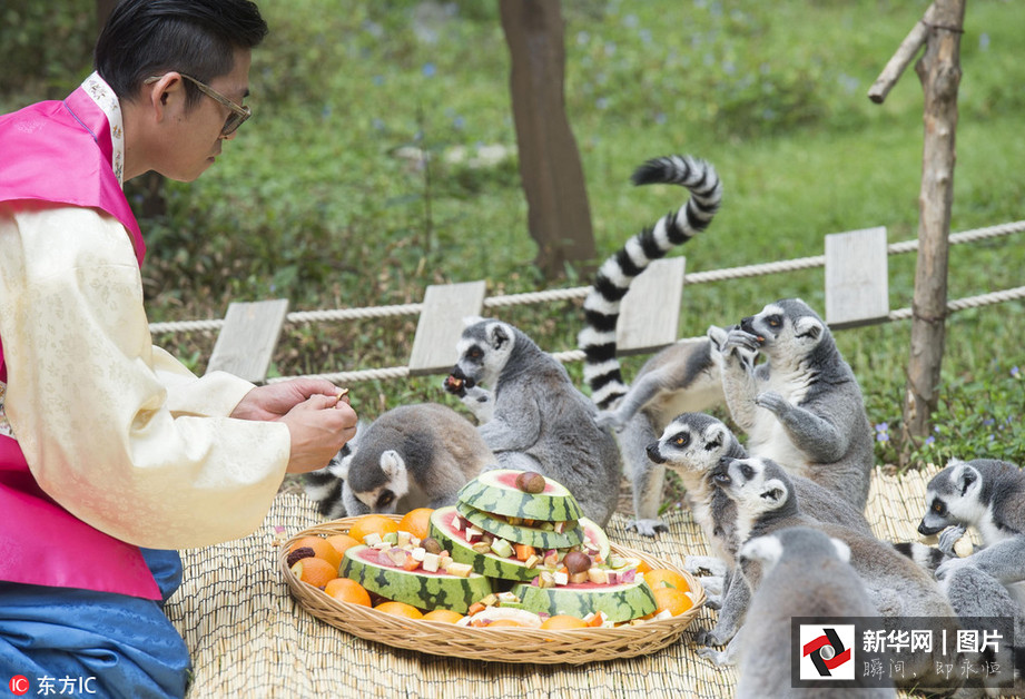 吃得開心！韓國(guó)動(dòng)物園大熊貓?zhí)崆跋硎芄?jié)日大餐（組圖）