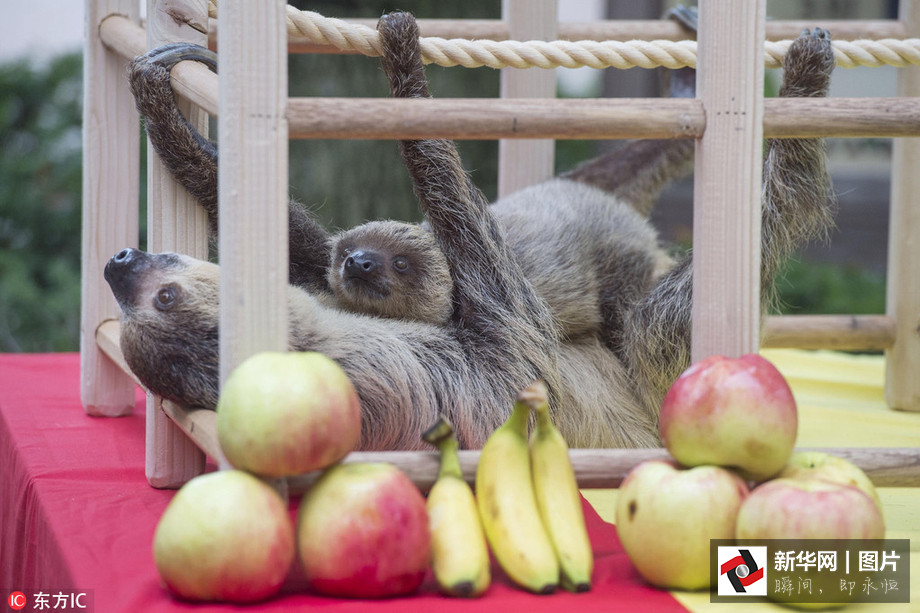 吃得開心！韓國動物園大熊貓?zhí)崆跋硎芄?jié)日大餐（組圖）