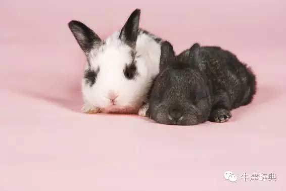 各種動物的孩子們用英文怎么稱呼呢？