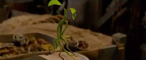 《神奇動(dòng)物》里都有哪些神奇的動(dòng)物？