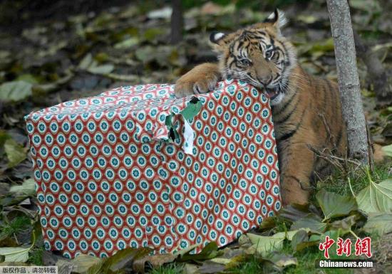倫敦動物園發(fā)圣誕禮物 霸氣小老虎“怒拆”禮物