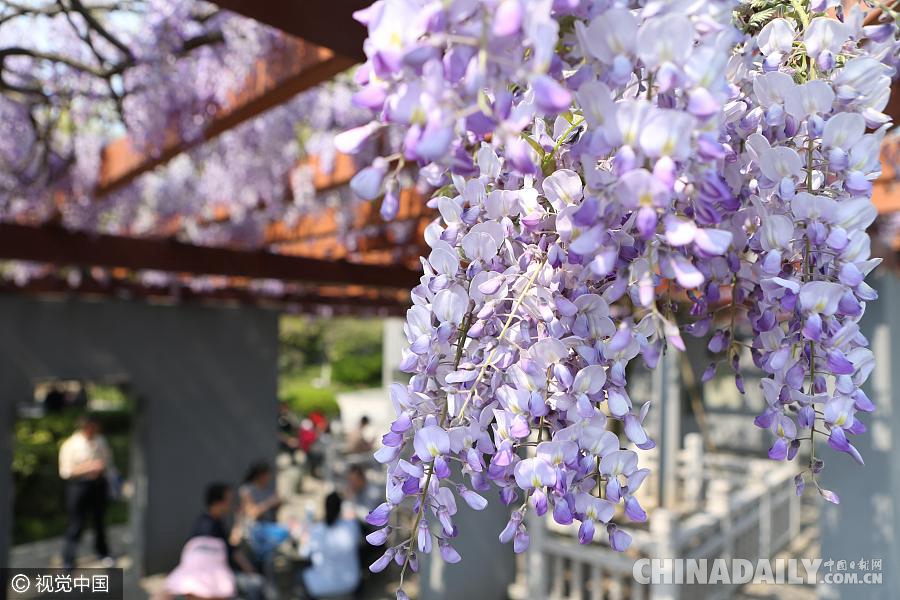大好春光豈可負(fù)？世界各地盡享花海美景（組圖）