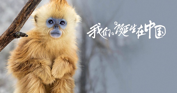 《我們誕生在中國(guó)》美國(guó)熱映 大熊貓、金絲猴、雪豹海外圈粉
