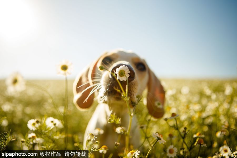 人類最好的朋友 英國年度狗狗攝影師獲獎(jiǎng)作品（組圖）