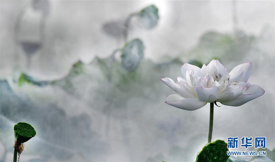 雨后晨霧中的夢(mèng)幻荷塘（組圖）