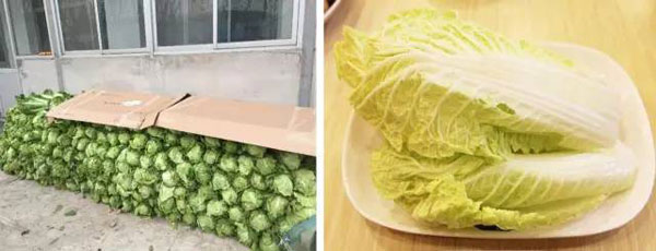 “南北差異”大討論：南方買菜買一頓，北方買菜買一噸？