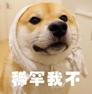 調(diào)查顯示狗奴比貓奴賺得多，你覺得準嗎？