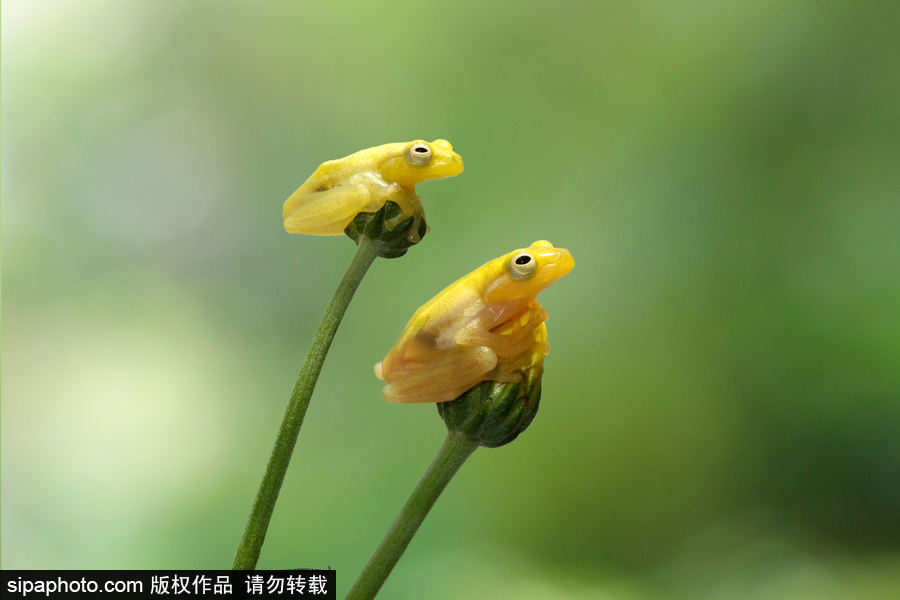 你的“蛙兒子”回來了嗎？盤點動物界佛系蛙日常萌照（組圖）