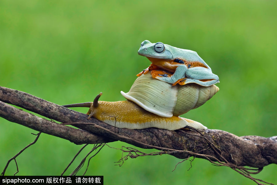 你的“蛙兒子”回來了嗎？盤點動物界佛系蛙日常萌照（組圖）