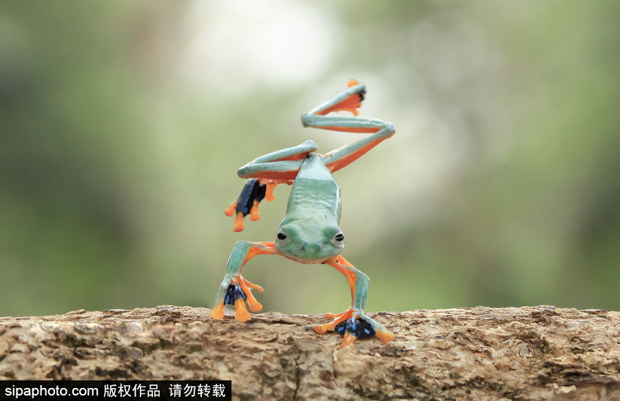 你的“蛙兒子”回來了嗎？盤點(diǎn)動物界佛系蛙日常萌照（組圖）