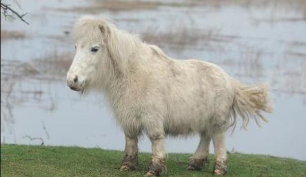 Short-leg pony prompts 999<BR>短腿馬致報(bào)警電話(huà)不斷