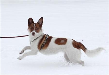 為什么狗狗光腳踏雪不覺冷？