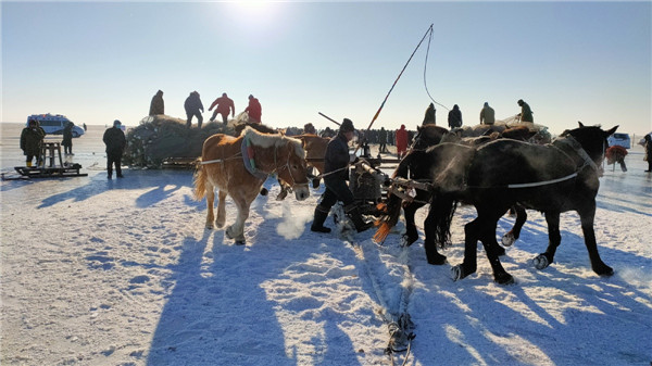 Massive fish haul unfolds on frozen lake in Jilin
