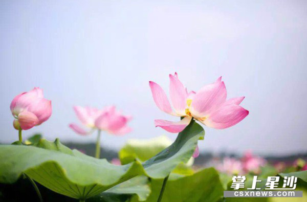 Enjoy life at the green lotus pond in Changsha county