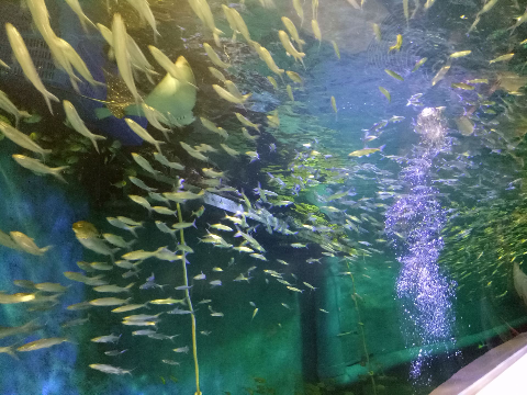 Baotou opens largest aquarium in Inner Mongolia