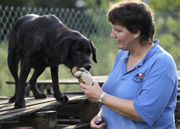 Red, a 12-year-old Labrador who is retired as an active search dog, is rewarded by her handler and owner Heather Roche of Bay Area Recovery Canines after a training exercise in Pumphrey, Maryland, August 18, 2011. Retired dog of 9/11 keen on search cause