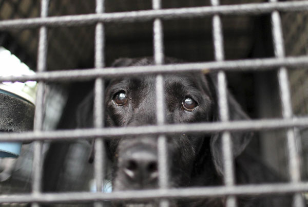 Red, a 12-year-old Labrador who is retired as an active search dog, waits in her crate after completing a training exercise in Pumphrey, Maryland, August 18, 2011. Retired dog of 9/11 keen on search cause
