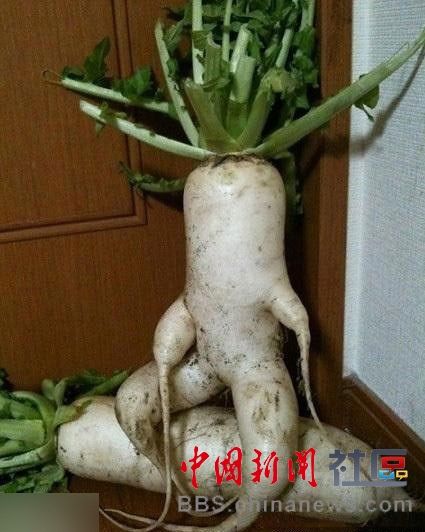 成精的蘿卜君！《大根逃亡記》爆紅