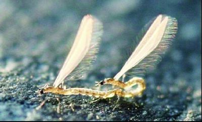 13塊恐怖蟲化石揭秘?cái)?shù)億年前蚊子近親恐怖蟲