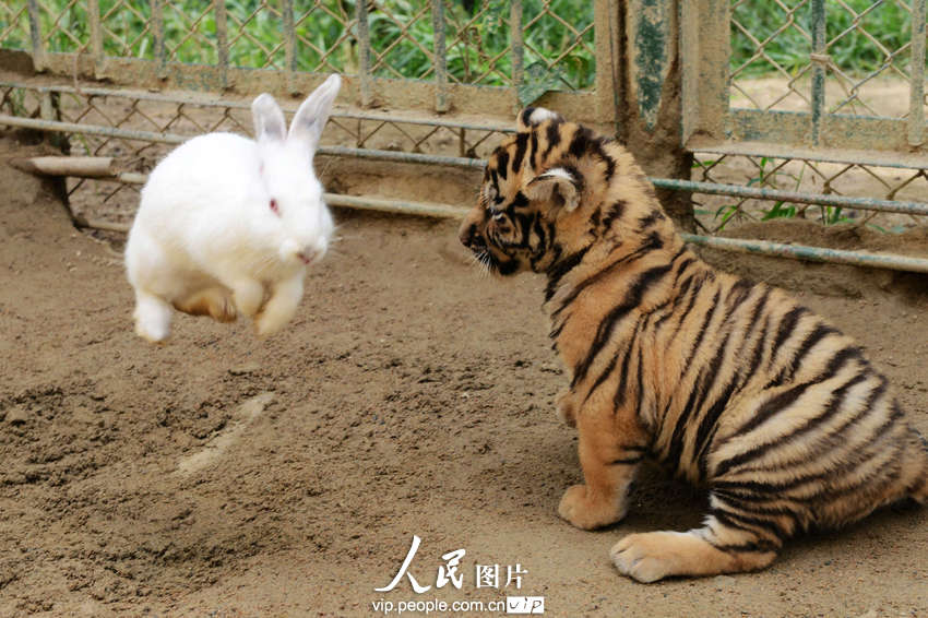 動(dòng)物園內(nèi)幼年獅虎豹不敵大白兔 紛紛被嚇住