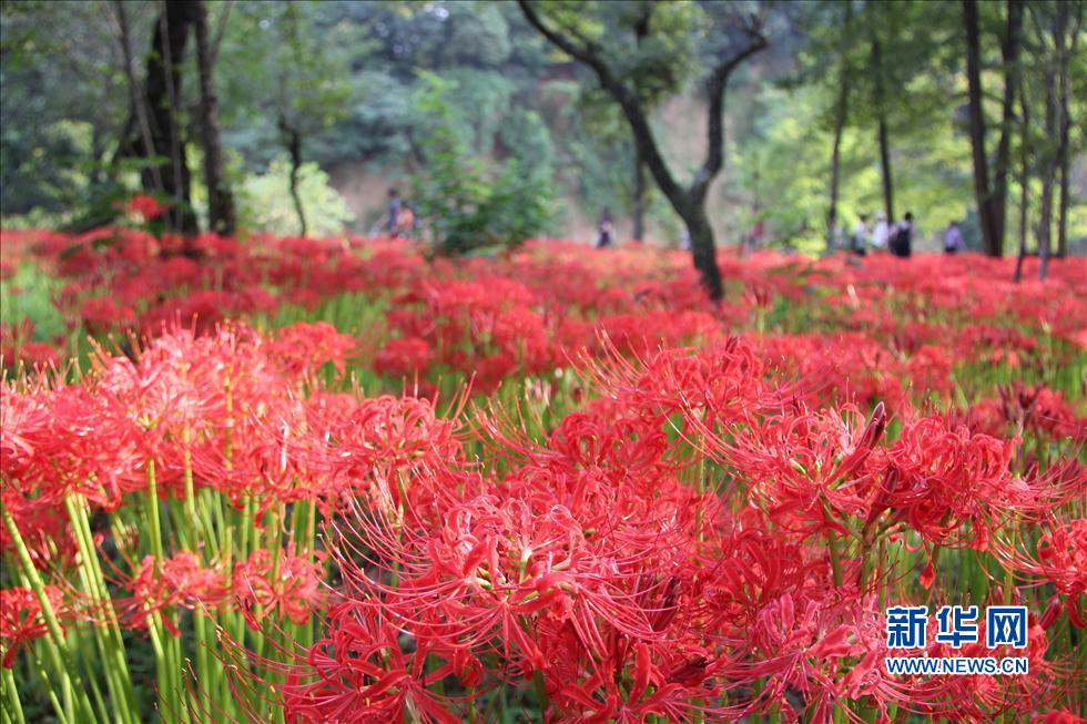 日本最大的曼珠沙華簇生地迎來(lái)花開(kāi)時(shí)節(jié)(組圖)