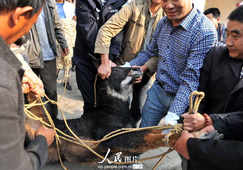 鬣羚夜闖民宅 警民聯(lián)手護送回家(組圖)
