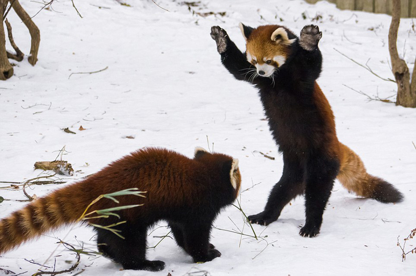 逗趣！美動(dòng)物園小熊貓雪中嬉鬧打滾(組圖)