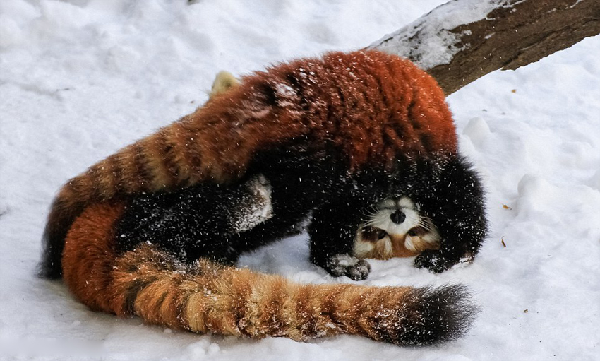 逗趣！美動物園小熊貓雪中嬉鬧打滾(組圖)