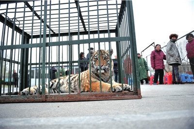 動(dòng)物園出動(dòng)老虎要地 稱(chēng)體育部門(mén)借地不還