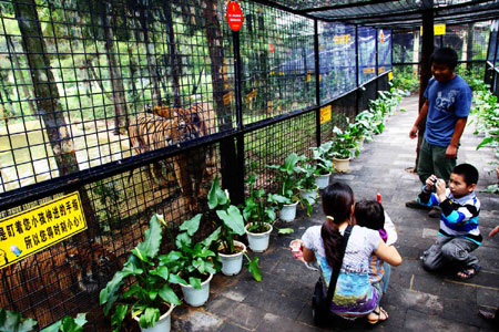 萬(wàn)余游客周末涌進(jìn)云南野生動(dòng)物園體驗(yàn)“深入虎穴”