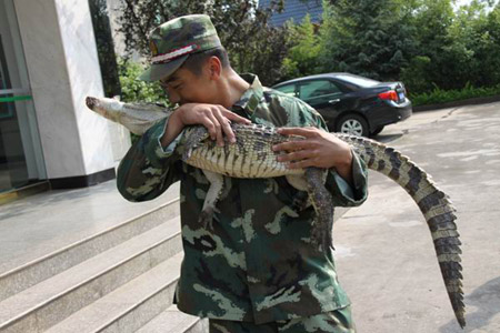 昆明武警森林支隊(duì)安寧大隊(duì)解救鱷魚 移交動物收容中心(圖)